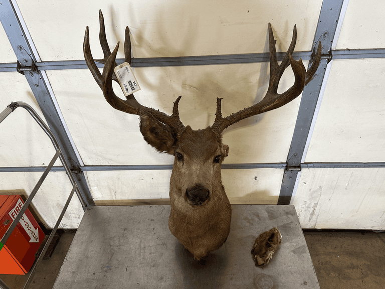 Mule Deer Shoulder Mount Taxidermy, (Missing Ear) - Roller Auctions
