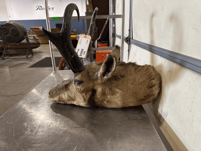 Pronghorn Antelope Taxidermy - Roller Auctions