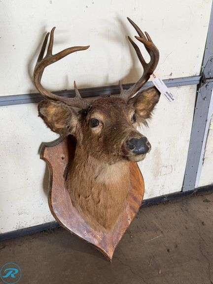 Whitetail Deer Buck Shoulder Mount Taxidermy
