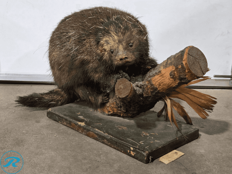 North American Porcupine Full Body Taxidermy Mount