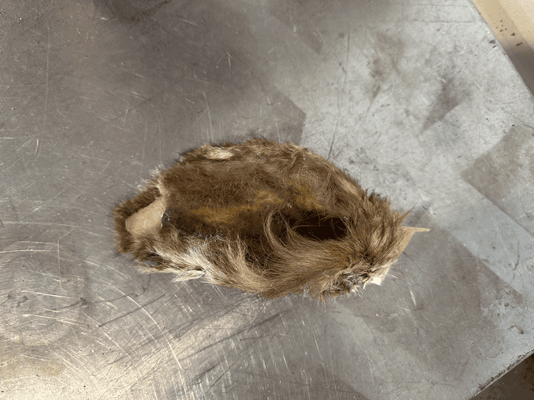 Mule Deer Shoulder Mount Taxidermy, (Missing Ear) - Roller Auctions
