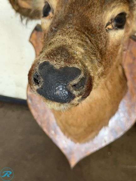 Whitetail Deer Buck Shoulder Mount Taxidermy - Roller Auctions