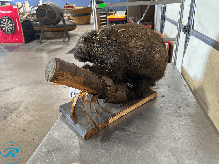 North American Porcupine Full Body Taxidermy Mount - Roller Auctions