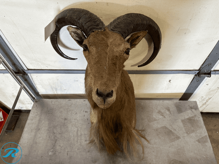 Aoudad / Barbary Sheep Ram Shoulder Mount Taxidermy - Roller Auctions