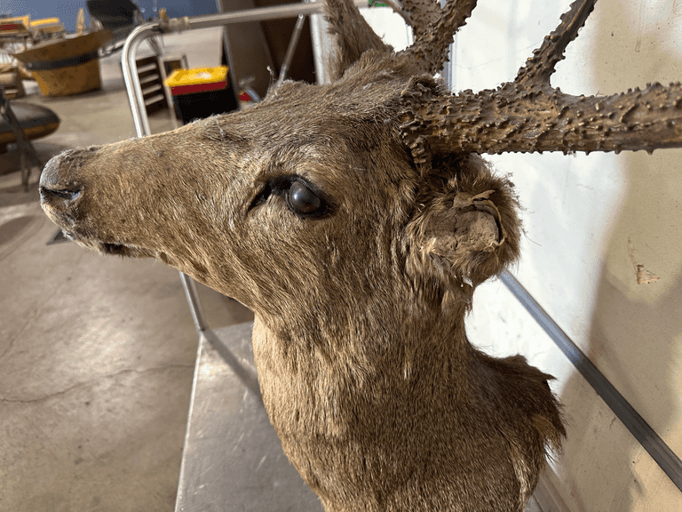 Mule Deer Shoulder Mount Taxidermy, (Missing Ear) - Roller Auctions