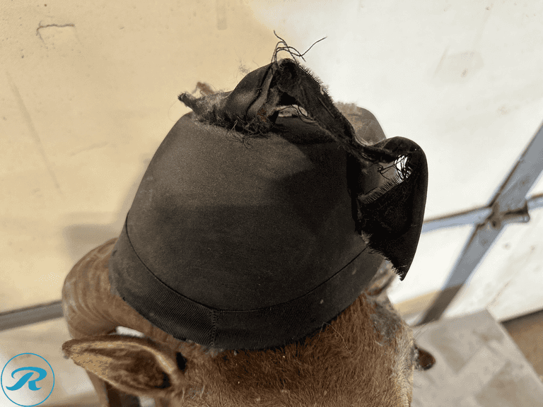 Chamois Ram Shoulder Mount Taxidermy - Roller Auctions