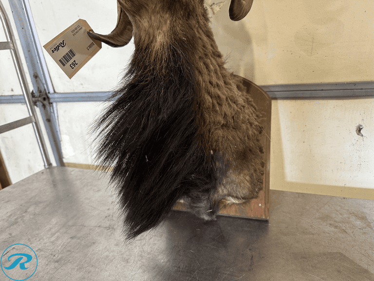 Chamois Ram Shoulder Mount Taxidermy - Roller Auctions