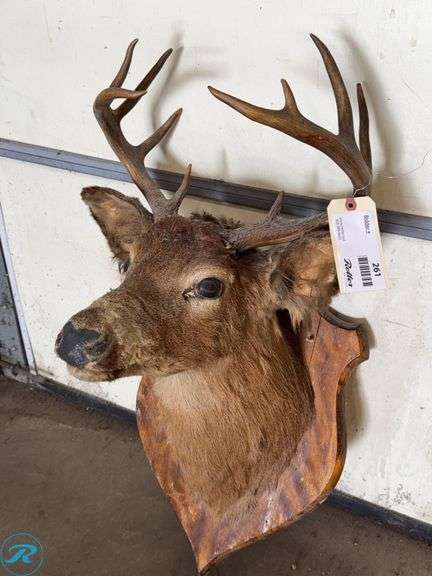 Whitetail Deer Buck Shoulder Mount Taxidermy - Roller Auctions