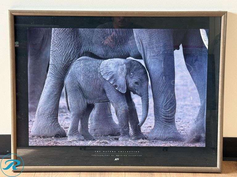 Richard Packwood “The Nature Collection” African Elephant Photograph, Framed, 33" x 25"