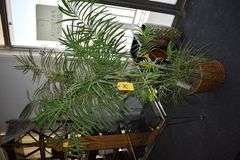 ARTIFICIAL PALM TREE IN BASKET