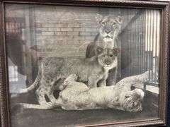 Pair of Framed Wall Decor