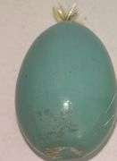 Collectible Eggs
