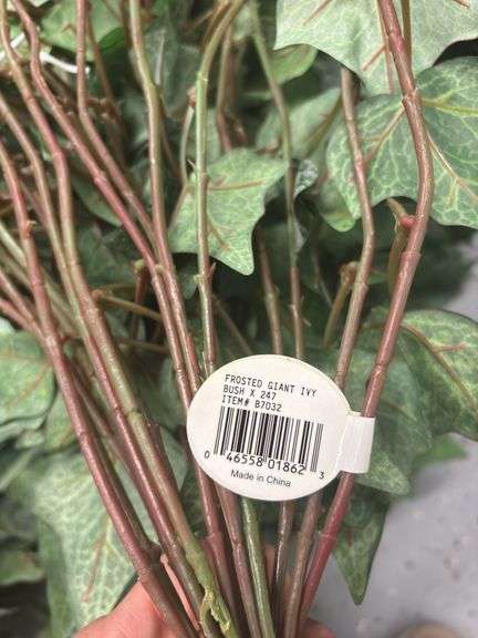 Frosted Giant Ivy Bush (15)