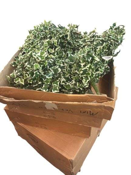 Mini Varigated  Ivy