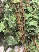 Frosted Giant Ivy Bush (15)