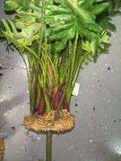 Philodendron Faux Plants