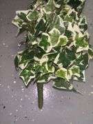 Mini Varigated  Ivy