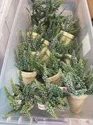 Faux Sedum Botanicals in Vases (12)