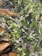 Faux Botanicals
