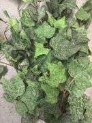 Frosted Giant Ivy Bush (15)