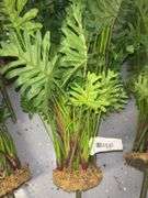 Philodendron Faux Plants