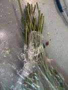 Faux Botanicals