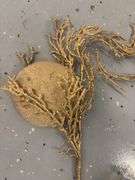 Golden Seashell Decor/Crafts
