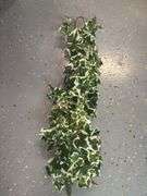 Mini Varigated  Ivy