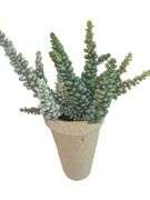 Faux Sedum Botanicals in Vases (12)
