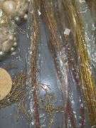 Golden Seashell Decor/Crafts