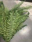Faux Ferns