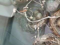 Bird Decor/Crafts