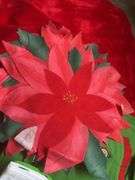 Holiday Chair Covers and Linens