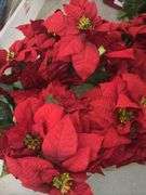 Silk Poinsettia Florals