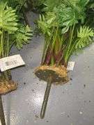 Philodendron Faux Plants