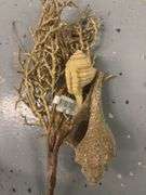 Golden Seashell Decor/Crafts