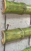 Bamboo Wall Hook