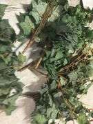 Faux Greenery