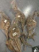Golden Seashell Decor/Crafts