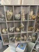 Ornament Variety
