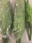 Faux Ferns