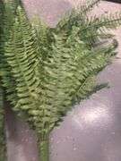 Faux Ferns