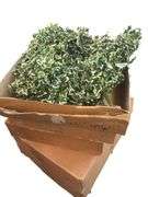 Mini Varigated  Ivy