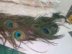 Bird Decor/Crafts