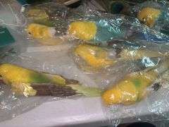 Bird Decor/Crafts