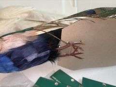 Bird Decor/Crafts