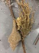 Golden Seashell Decor/Crafts