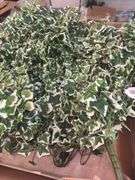 Mini Varigated  Ivy