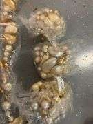 Golden Seashell Decor/Crafts