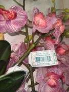 Faux Botanicals